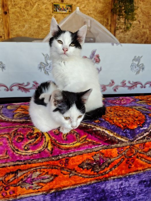 Кошечки, девочки