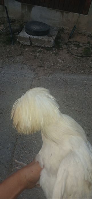 Vând cocoș moțat olandez