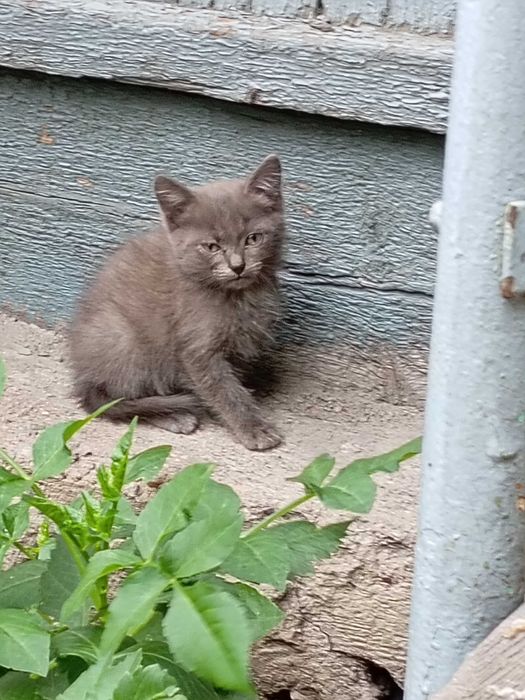 Котята ждут своих маму и папу.