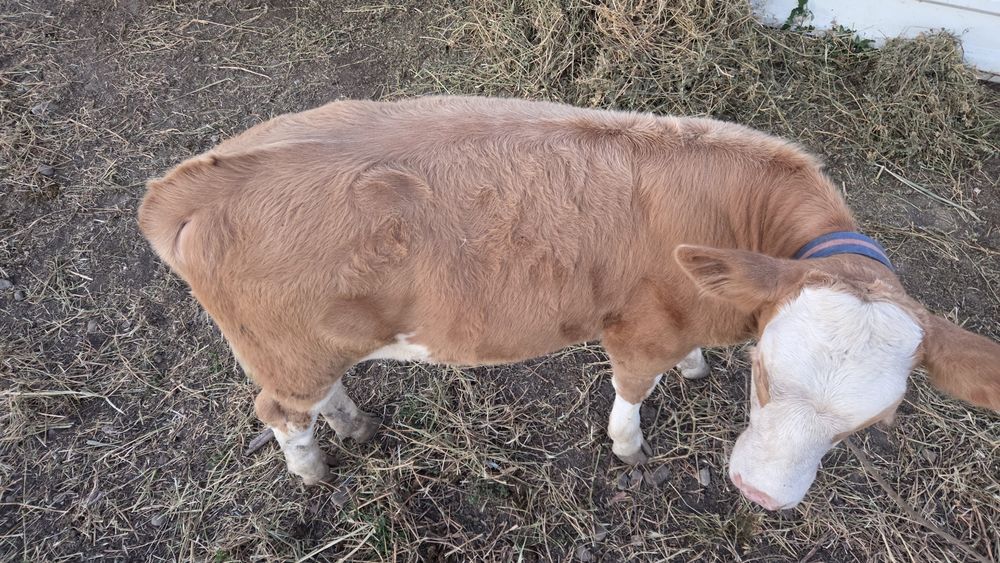 Vând 2 viței,  taur si vitea bălțată românească  de 4 luni. Preț negociabil
