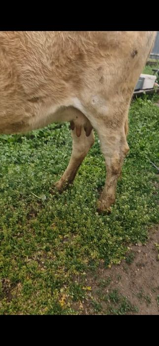 Молодая корова с теленком