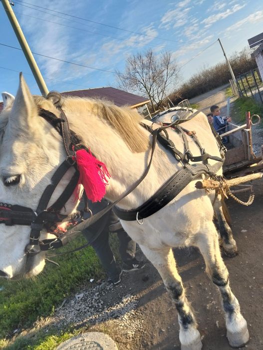 Iapa de vânzare forte blândă mai multe detalii în privat