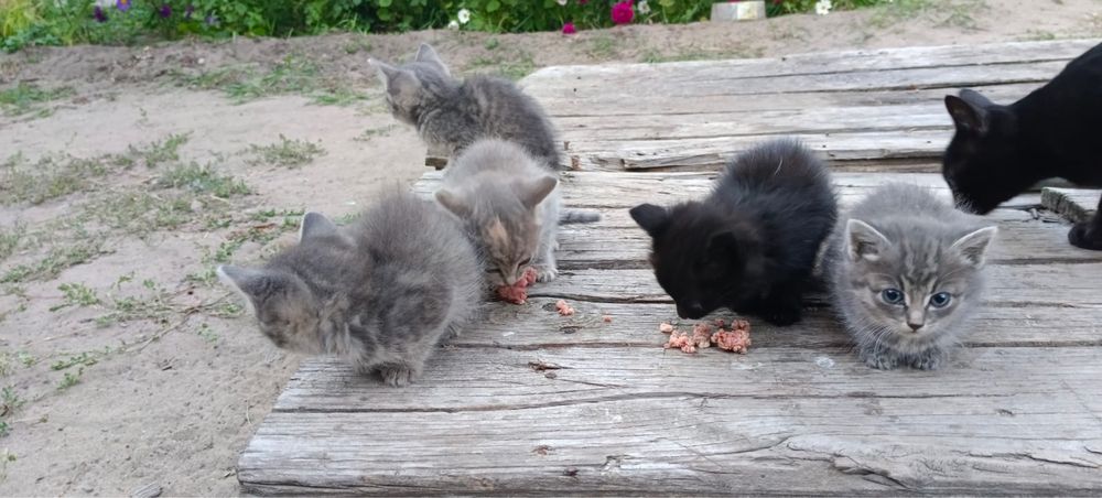 Отдам  котят бесплатно в  добрые руки