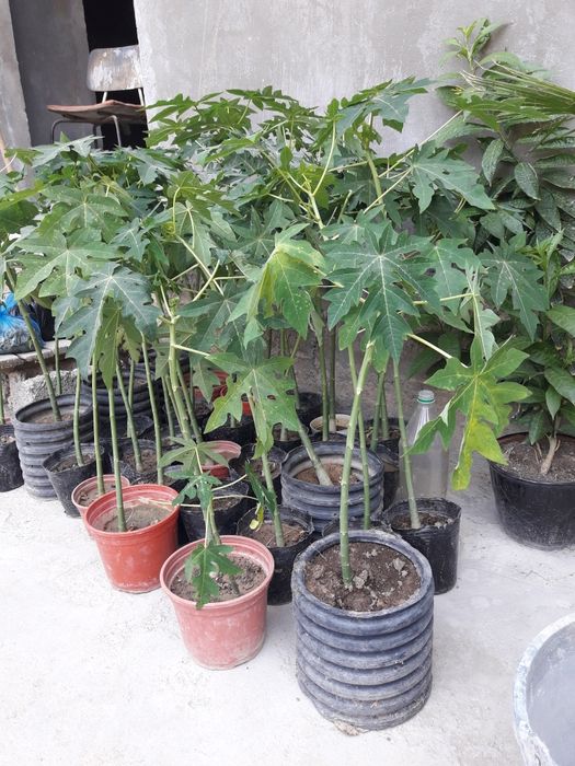 Папая кучатлари хиндистон