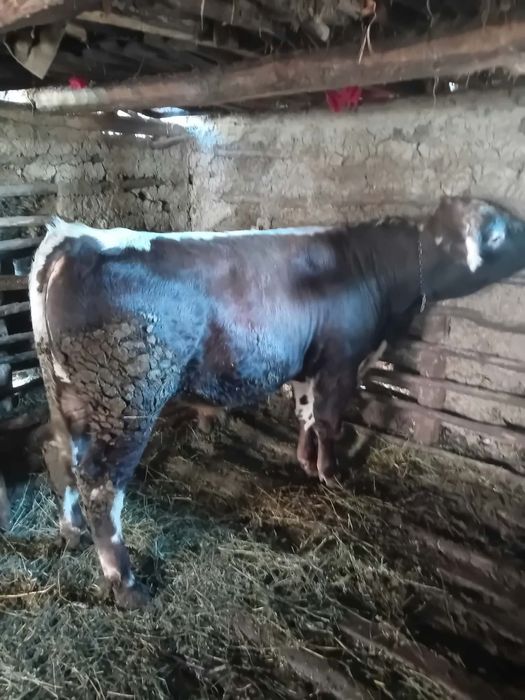 Vițel bun de vânzare