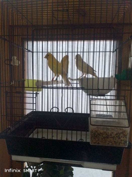 Канарейка сотилади нар мода