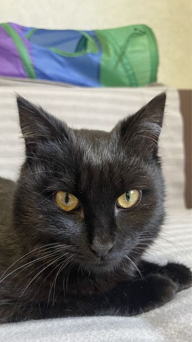 Котик 6 месяцев ищет дом