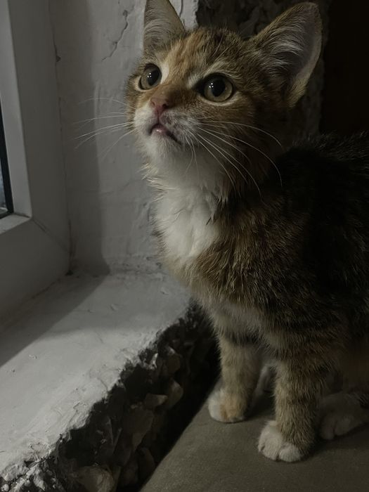 Ласковая кошечка 2 месяца