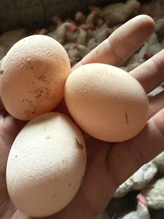 Куры несушки Декалбы