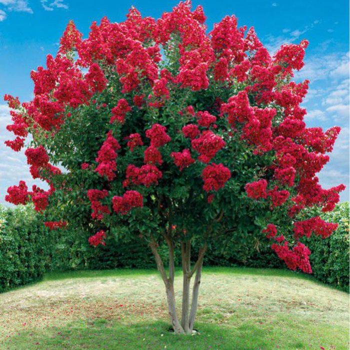 Pomi ornamentali liliac indian