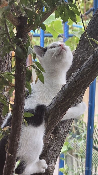 Котята в хорошие, добрые руки