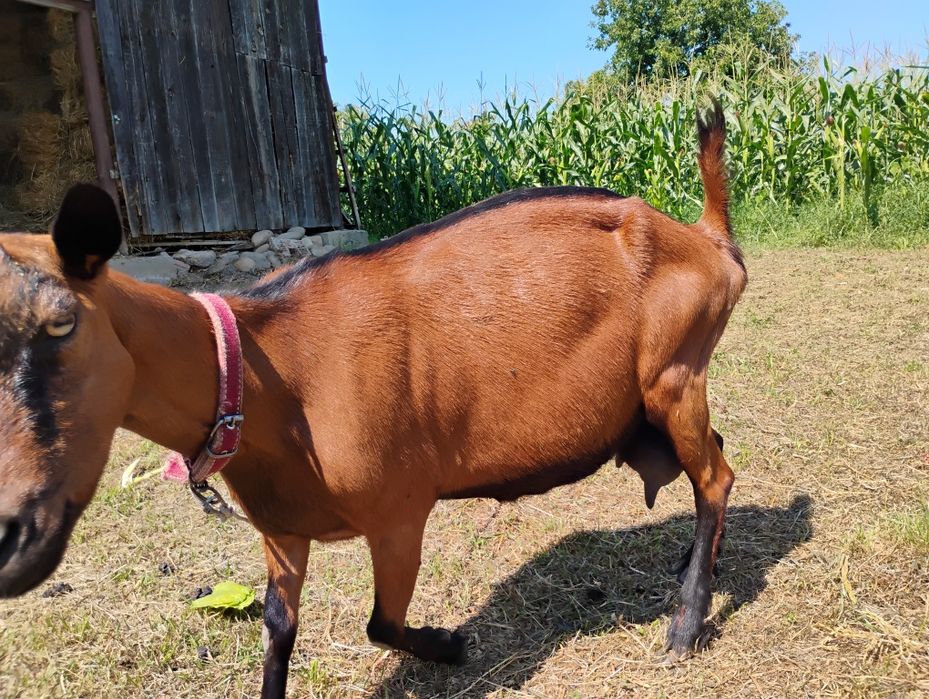 Vând, 2 capre si un țap, alpin francez