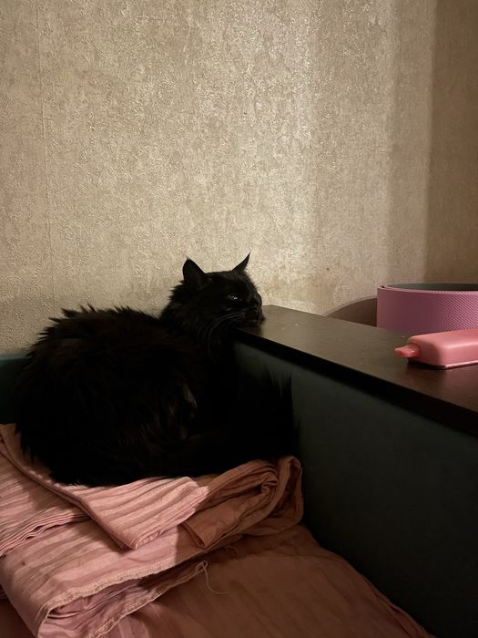 Отдаю кота в добрые руки