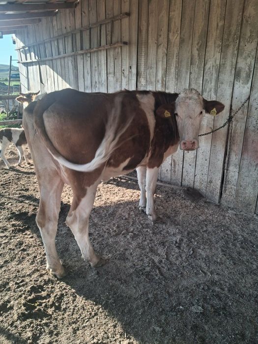 Junica bălțată  cu lapte