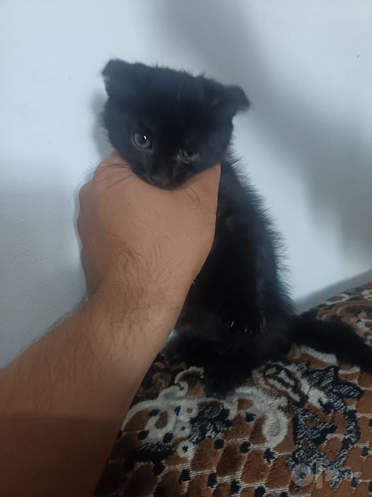 Mushuk zotli erkak