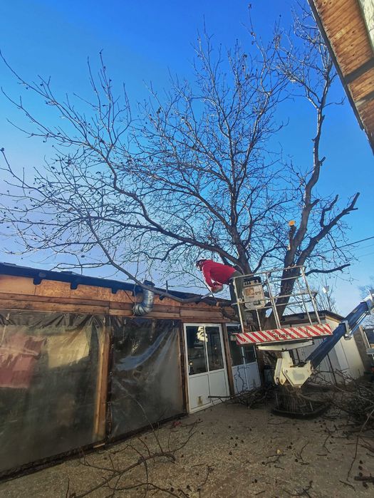 Кастрене и премахване на опасни и високи дървета в Пазарджик