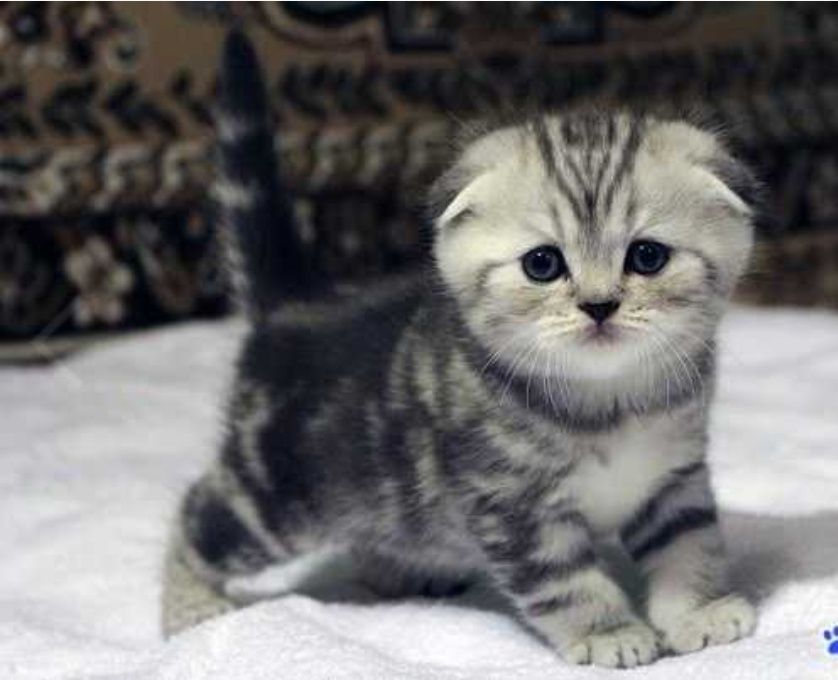 Продам котят шотланой породы.