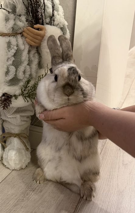 Кролик девочка с клеткой