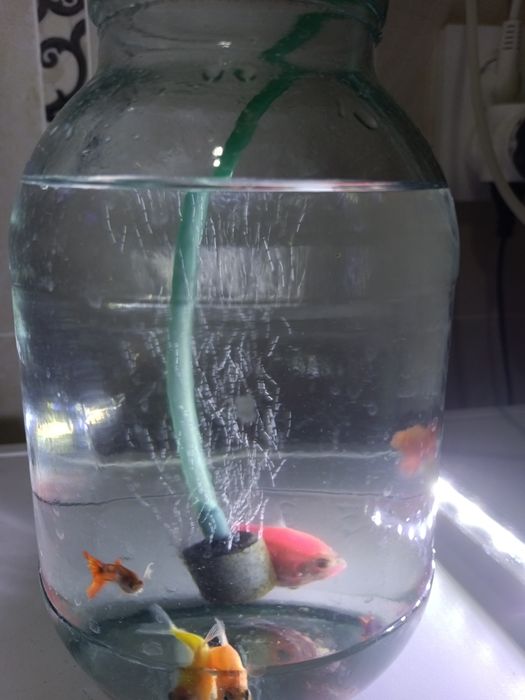 Продам рыбки 6шт, тернец 3шт,гуппи 3шт с приборами
