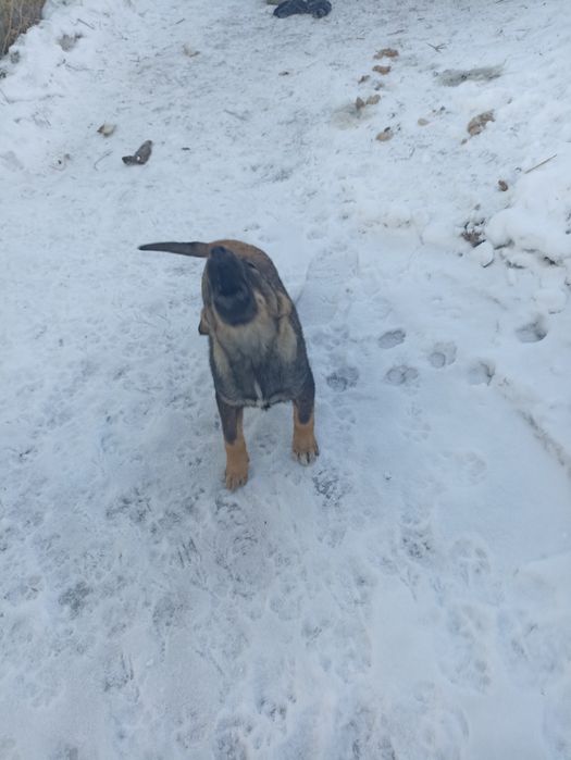 Отдам щенков в хорошие руки