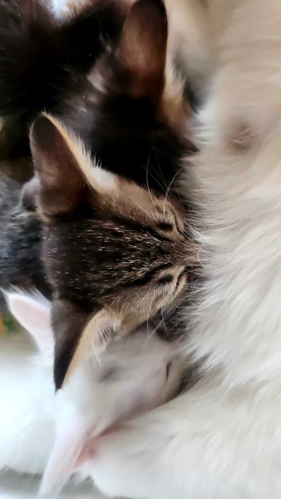 Отдам котят в добоые руки