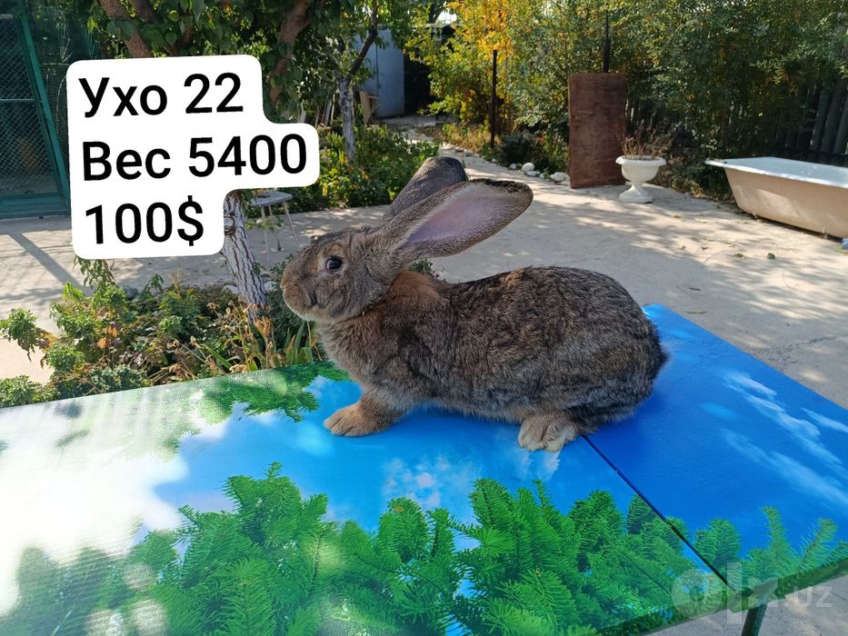 4 самца парода фландр и 1 великан