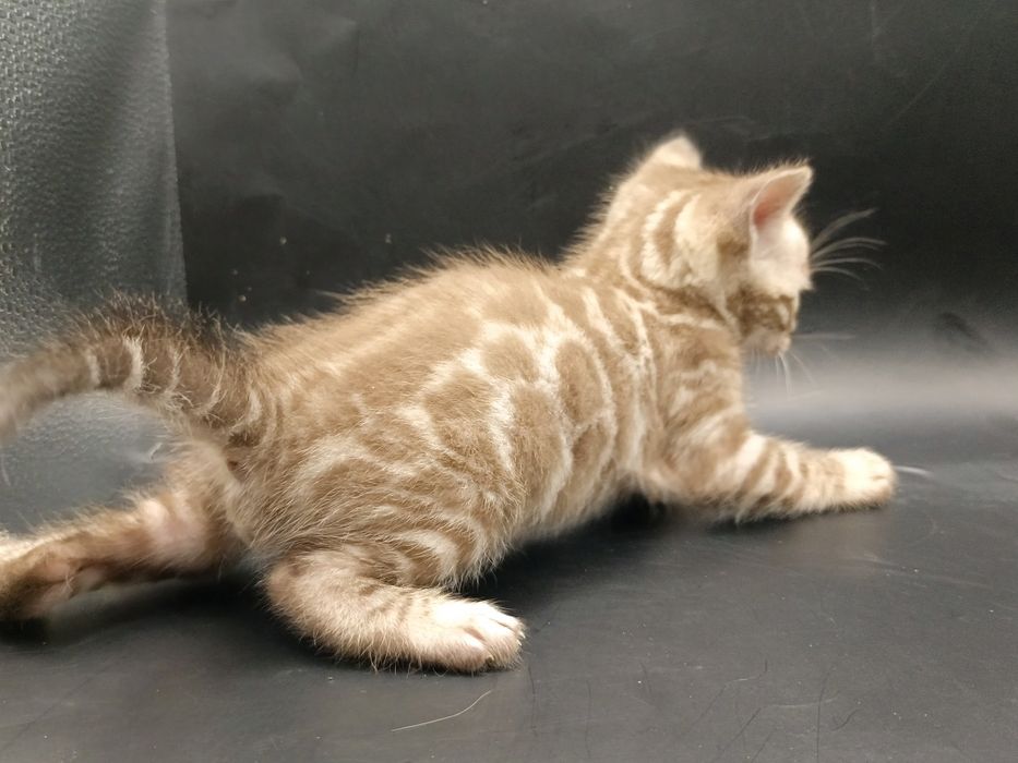Котик окраса снежный минк.