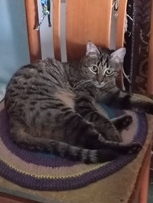 Отдам даром котят