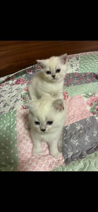 Британски котета