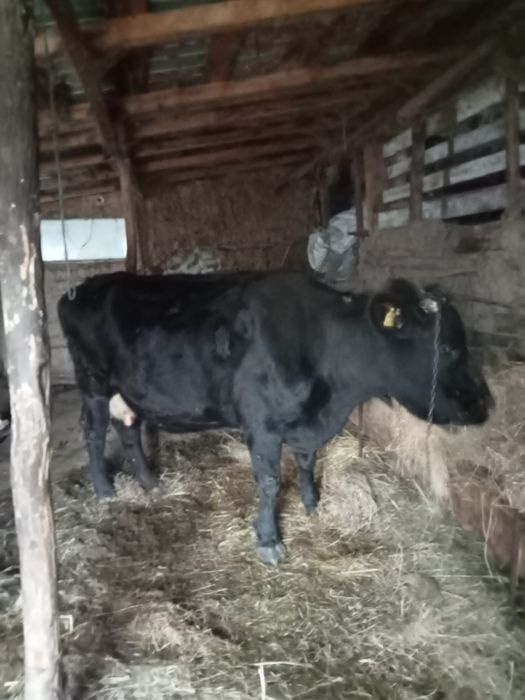 Vacă de vânzare cu vițel în burtă