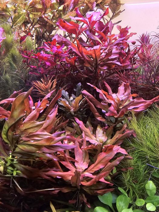 Plante acvariu easy colorate