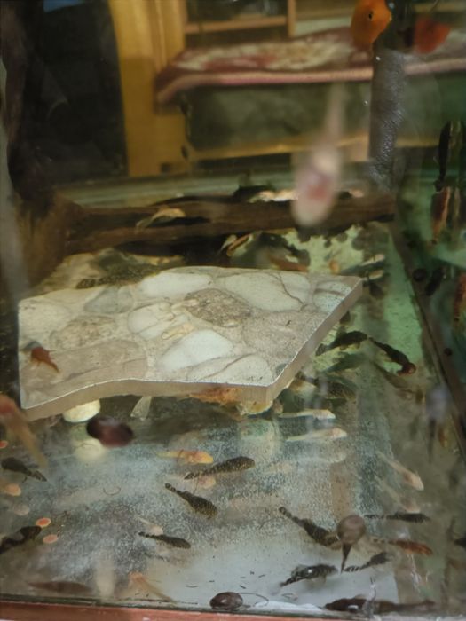 Сомики анциструсы