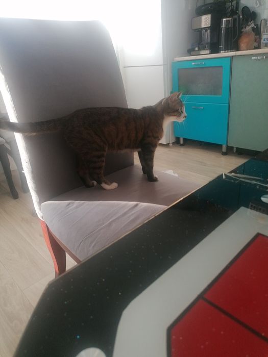 Срочно отдам в добрые руки.