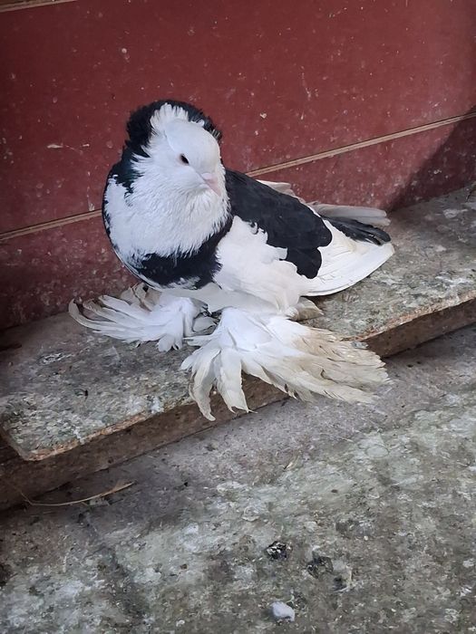 Porumbei de vânzare