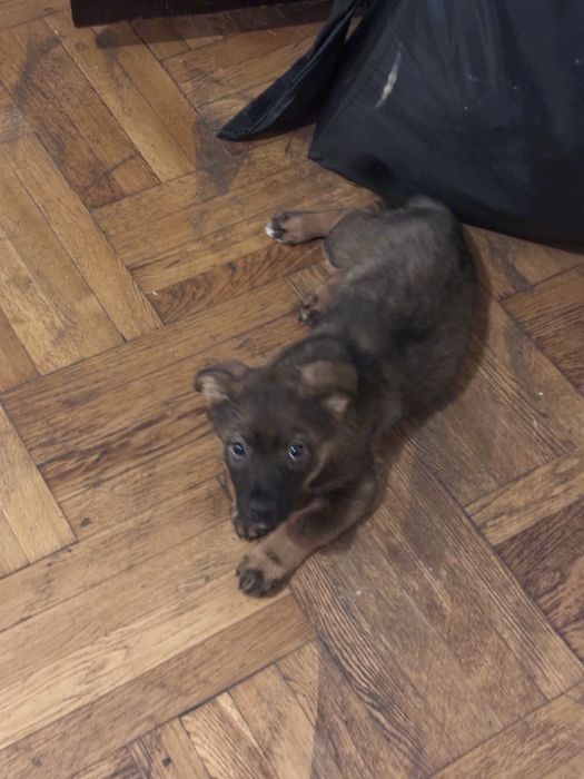 Cățelușa spre adoptie
