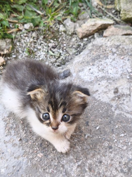 Котята бесплатно