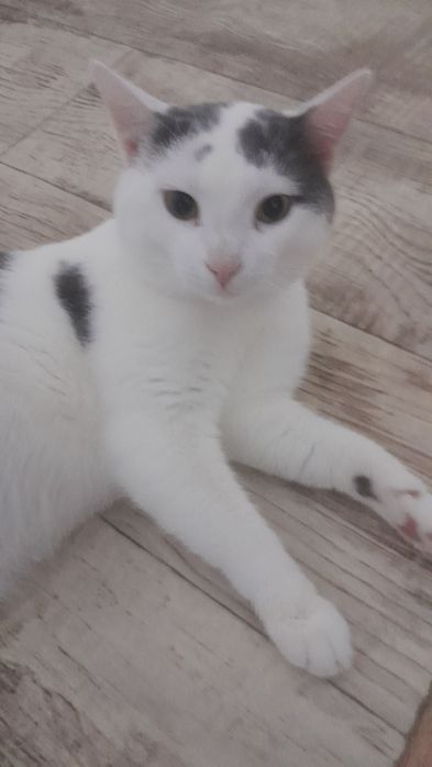Котята в добрые руки анатолийская
