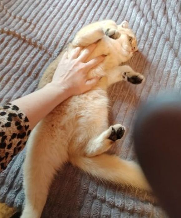 Шиншилла Шотландская