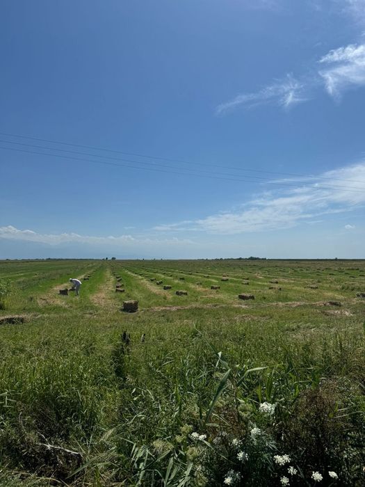 Продам рулоны и тюки сена