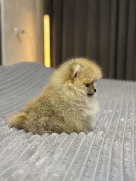 Померанский шпиц (гарантированно миник)