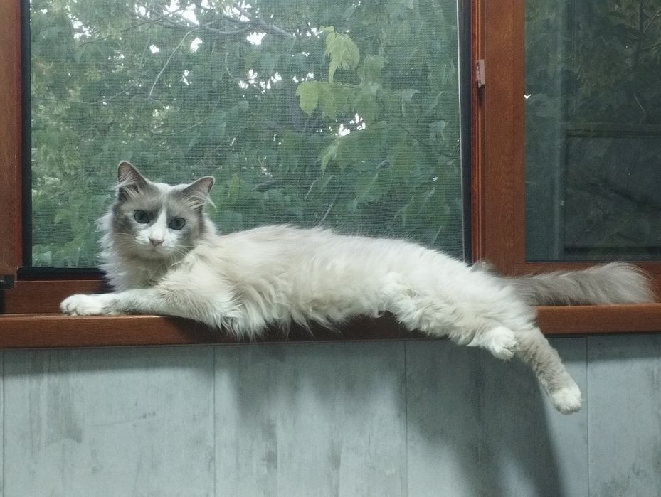 Ragdoll mushuk sotiladi