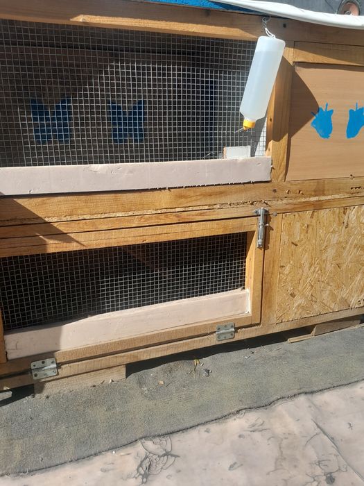 Продам Кроликов