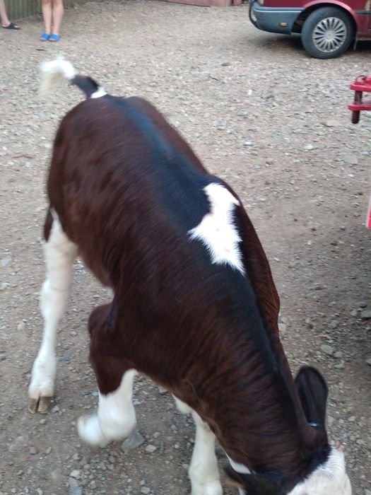Vând vițel bun de carne relații la numărul de telefon 0748333011la numărul de telefon  0748333011