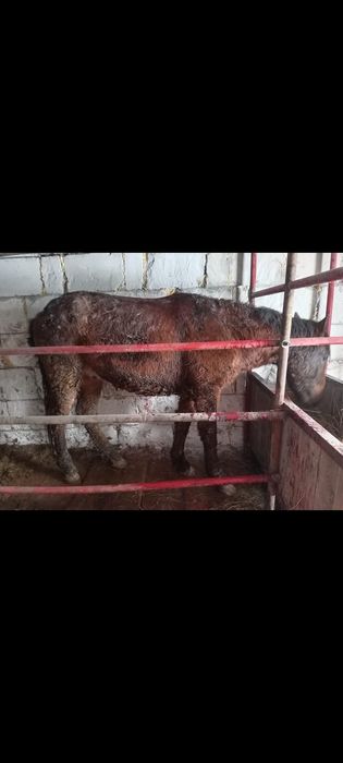 Семіртілген тай құнан