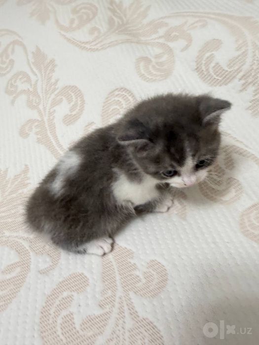 Мушук боласи,Котенок
