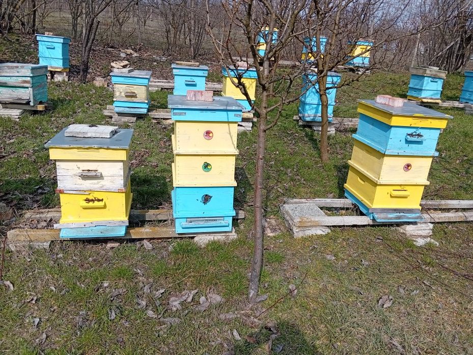 Продавам пчелни семейства