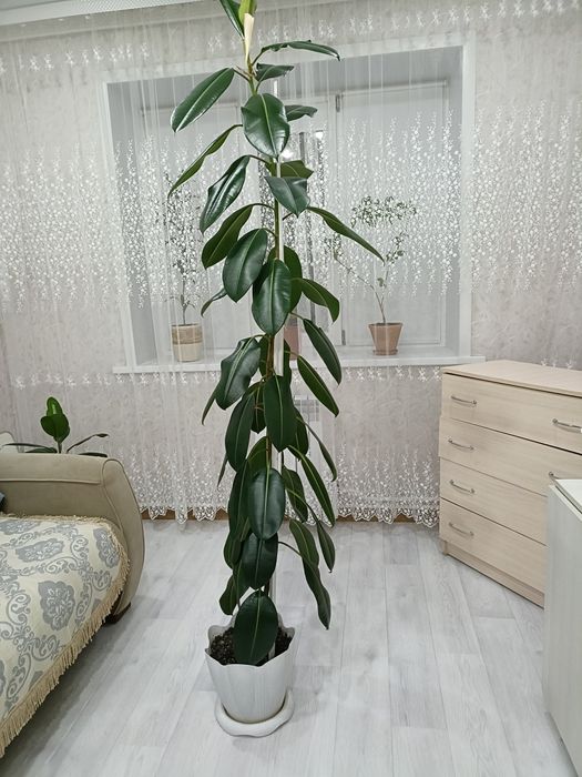 Продам цветок фикус