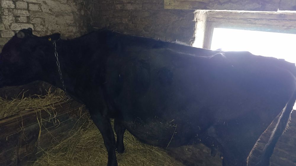 Продам корову глубокостельную