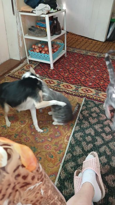 Кот 1 год,ласковый спокойный,дружит с собакой.