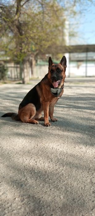 Собака немецкая овчарка на вязку. SOTILMAYDI!!!